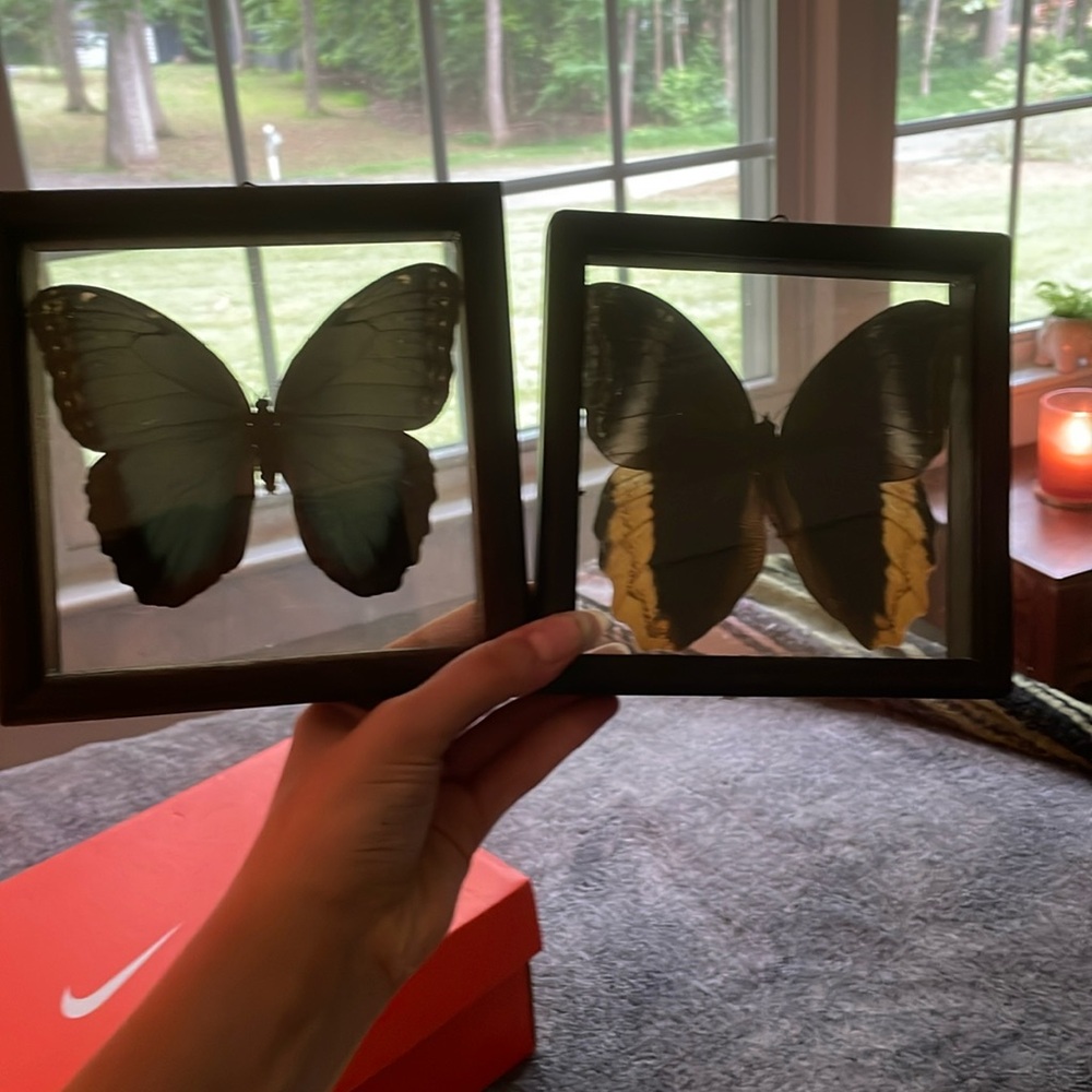 Two beautiful butterfly’s from Costa Rica